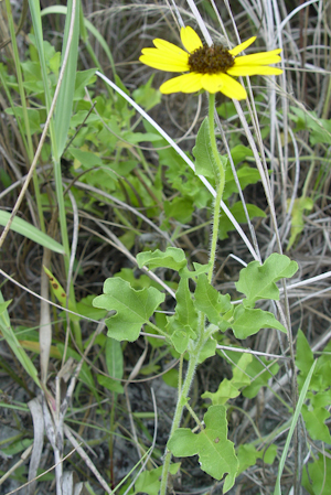 Helianthus debilis